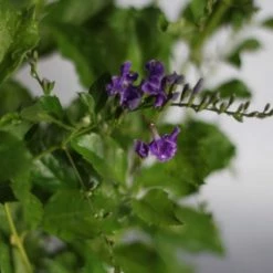 Hedge Duranta Repens 'Geisha Girl' Shrubs