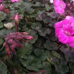 Shrubs Geranium Nano Pink