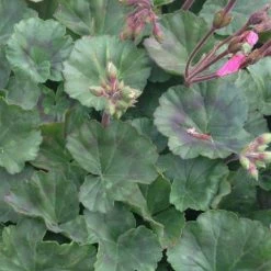 Shrubs Geranium Nano Pink