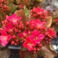 Succulents Kalanchoe Hot Pink Mini