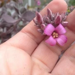 Succulents Full Sun Kalanchoe Pumila ‘Quicksilver'