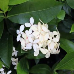 Shrubs Ixora White Malay