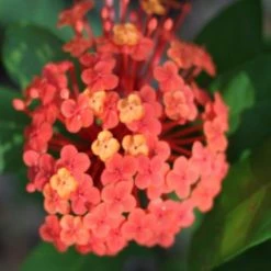 Shrubs Ixora Prince Of Orange Medium Hedge Pack