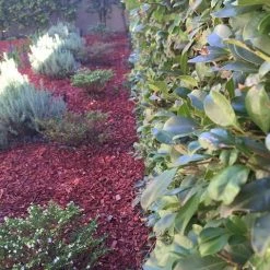 Hedge Cuphea Mexicana Compact White Shrubs