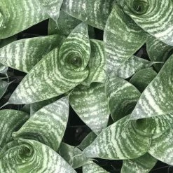 Succulents Sansevieria Dwarf Full Sun