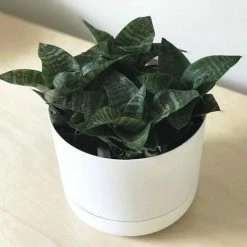 Succulents Sansevieria Dwarf Full Sun