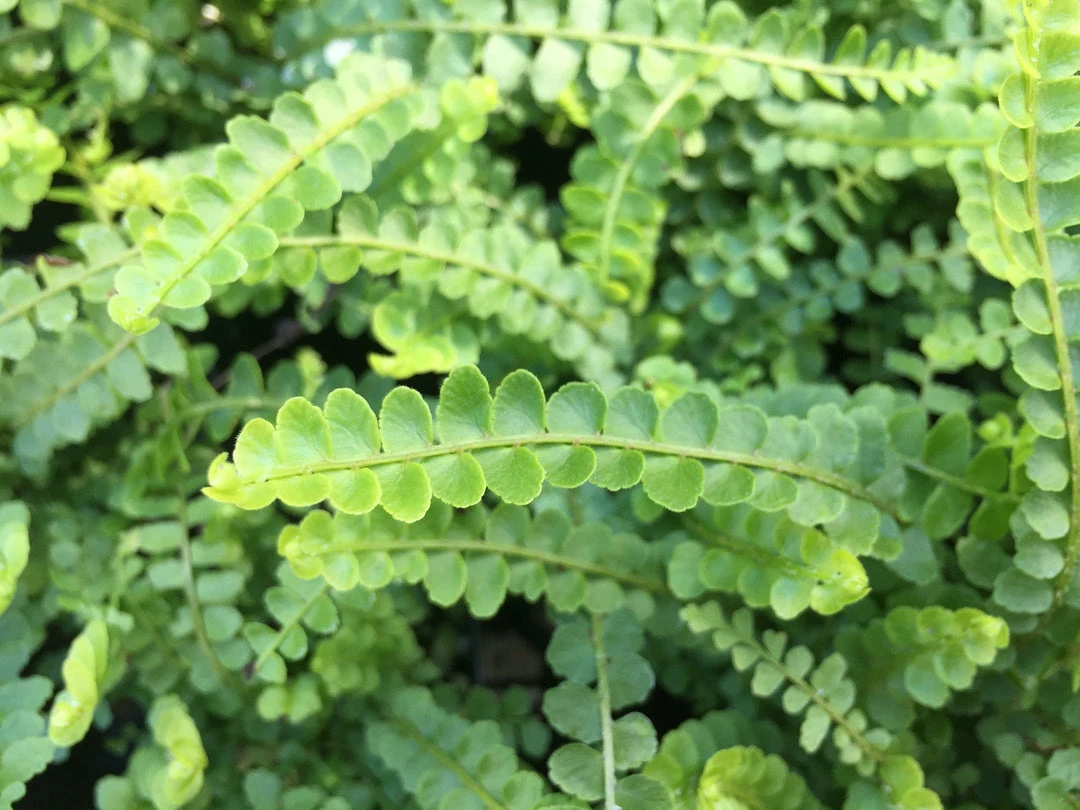 Indoor Garden Ground Covers Nephrolepis Cordifolia Duffii 7 Indoor Garden Ground Covers Nephrolepis Cordifolia Duffii