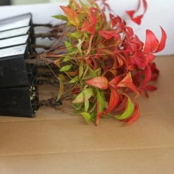 Hedge Nandina Domestica Nana