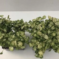 Indoor Garden Syngonium Pixie Mini Syngoniums