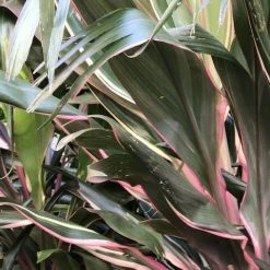 Shrubs Cordyline Pink Diamond