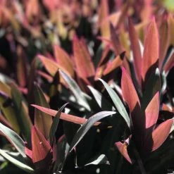 Shrubs Border Plants Tradescantia (Rhoeo) Dwarf