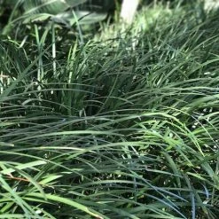 Shrubs Border Plants Liriope Evergreen Giant Plant (Grass-Like) Packs