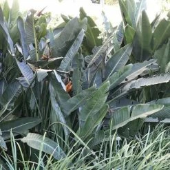 Shrubs Strelitzia Reginae