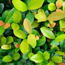 Shrubs Ixora Coral Malay