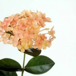 Shrubs Ixora Gold Fire