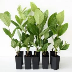 Shrubs Ixora Peach Malay