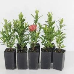 Shrubs Ixora Sunkist Orange