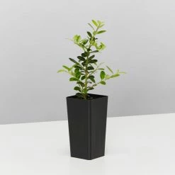 Plants In A Box Full Sun Japanese Holly Upright (Ilex Crenata Schwoebel)