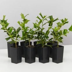 Hedge Ilex Aquifolium - English Holly