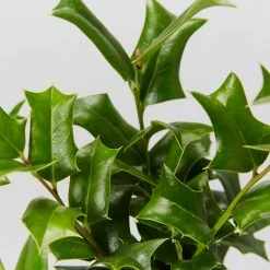 Hedge Ilex Aquifolium - English Holly