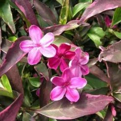 Shrubs Barleria Obtusa 'Purple Gem'