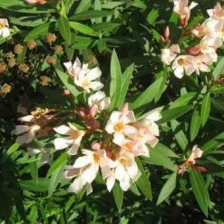Hedge Shrubs Nerium Oleander Dwarf Apricot