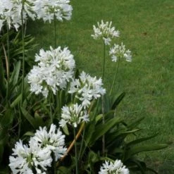Shrubs Agapanthus Orientalis White Border Plants
