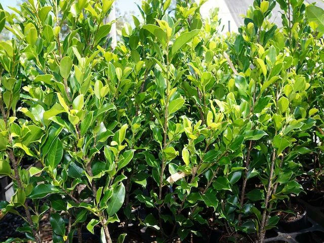 Hedge Full Sun Ficus Emerald 5 Hedge Full Sun Ficus Emerald