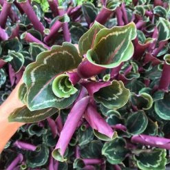 Indoor Garden Calathea Roseopicta Medallion Pet-friendly Indoor Plants