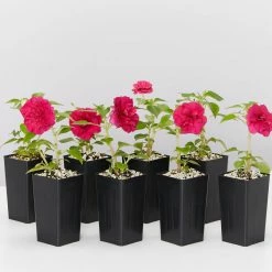 Shrubs Impatiens Walleriana Fiesta Bonita Burgundy Double Border Plants