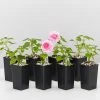 Shrubs Impatiens Walleriana Fiesta Bonita Pink Double