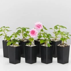 Shrubs Impatiens Walleriana Fiesta Bonita Pink Double