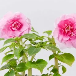 Shrubs Impatiens Walleriana Fiesta Bonita Pink Double