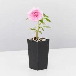 Shrubs Impatiens Walleriana Fiesta Bonita Pink Double