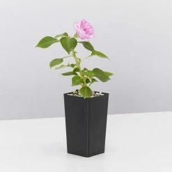 Shrubs Impatiens Walleriana Fiesta Stardust Lavender Border Plants