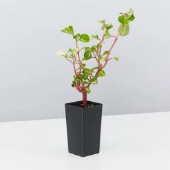 Shrubs Iresine Herbstii