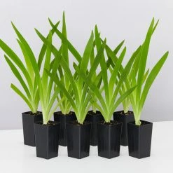 Shrubs Full Sun Iris Domestica 'Leopard Lily'