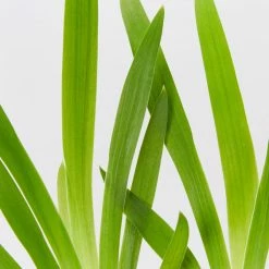 Shrubs Full Sun Iris Domestica 'Leopard Lily'