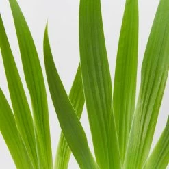 Shrubs Iris Reticulata Dwarf Blue Border Plants