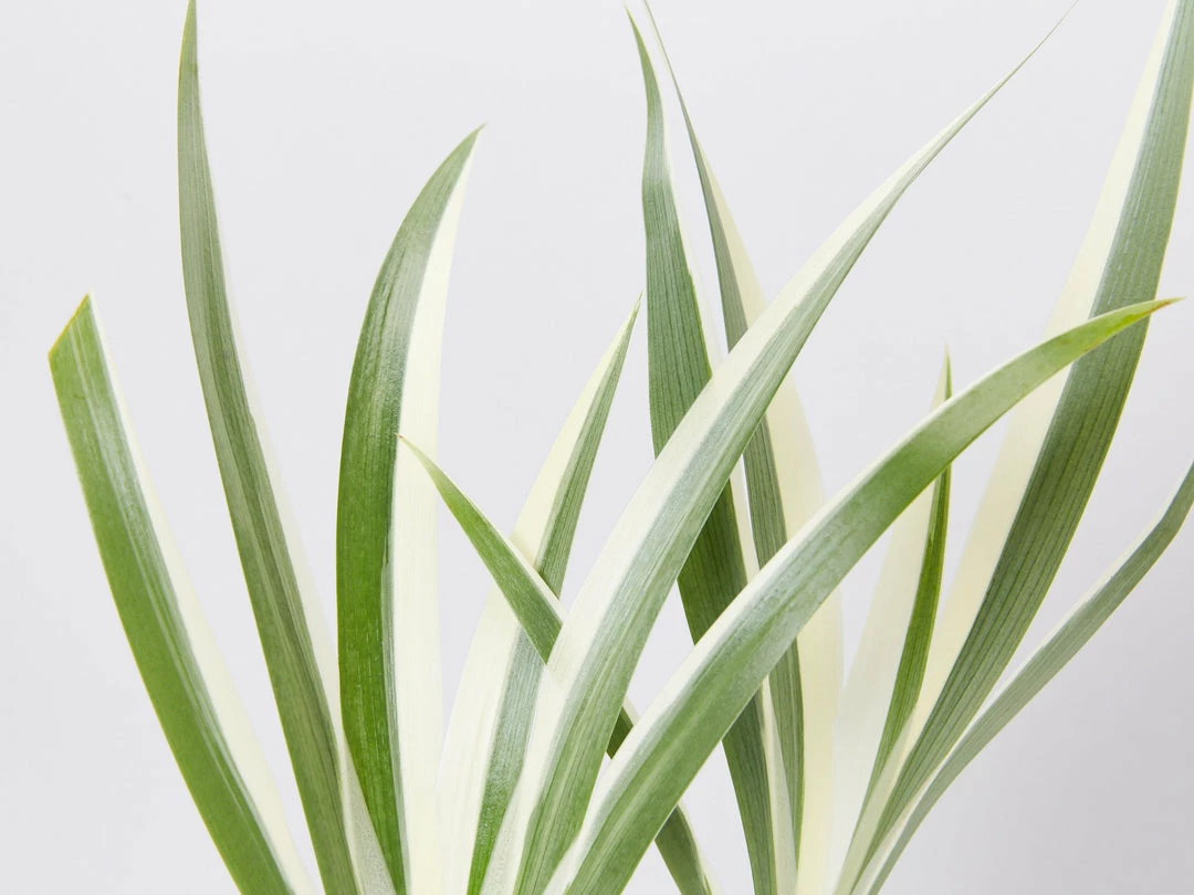 Shrubs Border Plants Iris Japonica Variegata 4 Shrubs Border Plants Iris Japonica Variegata