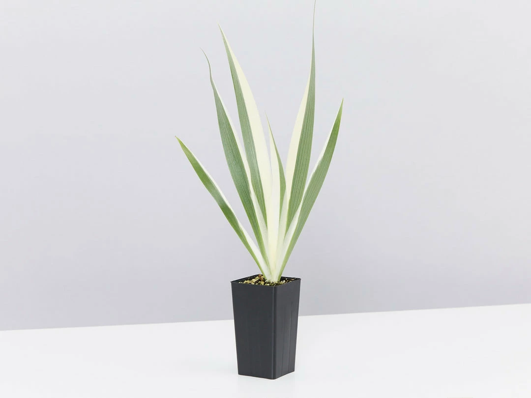 Shrubs Border Plants Iris Japonica Variegata 5 Shrubs Border Plants Iris Japonica Variegata