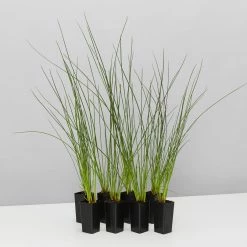 Shrubs Isolepis (Ficinia) Nodosa