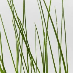 Shrubs Isolepis (Ficinia) Nodosa