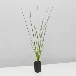 Shrubs Isolepis (Ficinia) Nodosa