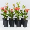 Shrubs Ixora Coccinea Coral Fire