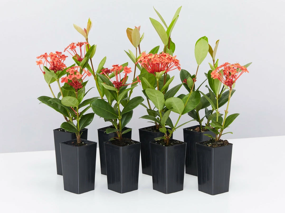 Shrubs Ixora Coccinea Coral Fire 3 Shrubs Ixora Coccinea Coral Fire