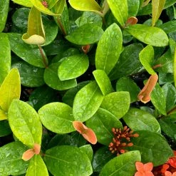Shrubs Ixora Coccinea Coral Fire 12 Shrubs Ixora Coccinea Coral Fire
