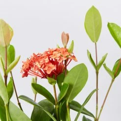 Shrubs Ixora Coccinea Coral Fire 10 Shrubs Ixora Coccinea Coral Fire
