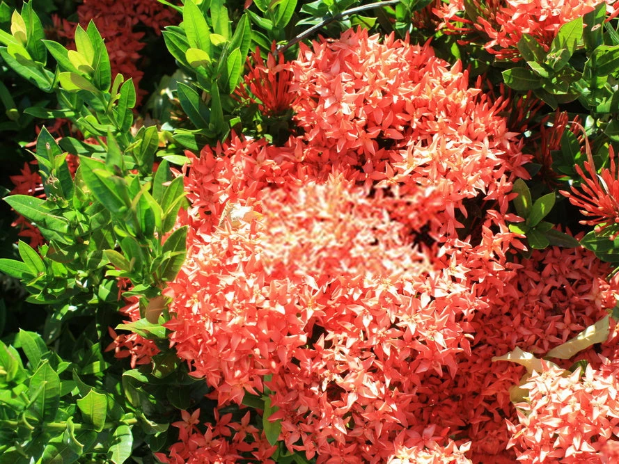 Shrubs Ixora Coccinea Coral Fire 8 Shrubs Ixora Coccinea Coral Fire