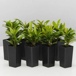 Shrubs Ixora Dwarf Orange